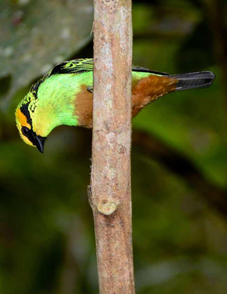 Golden-eared Tanager Photo by Andrew Pittman