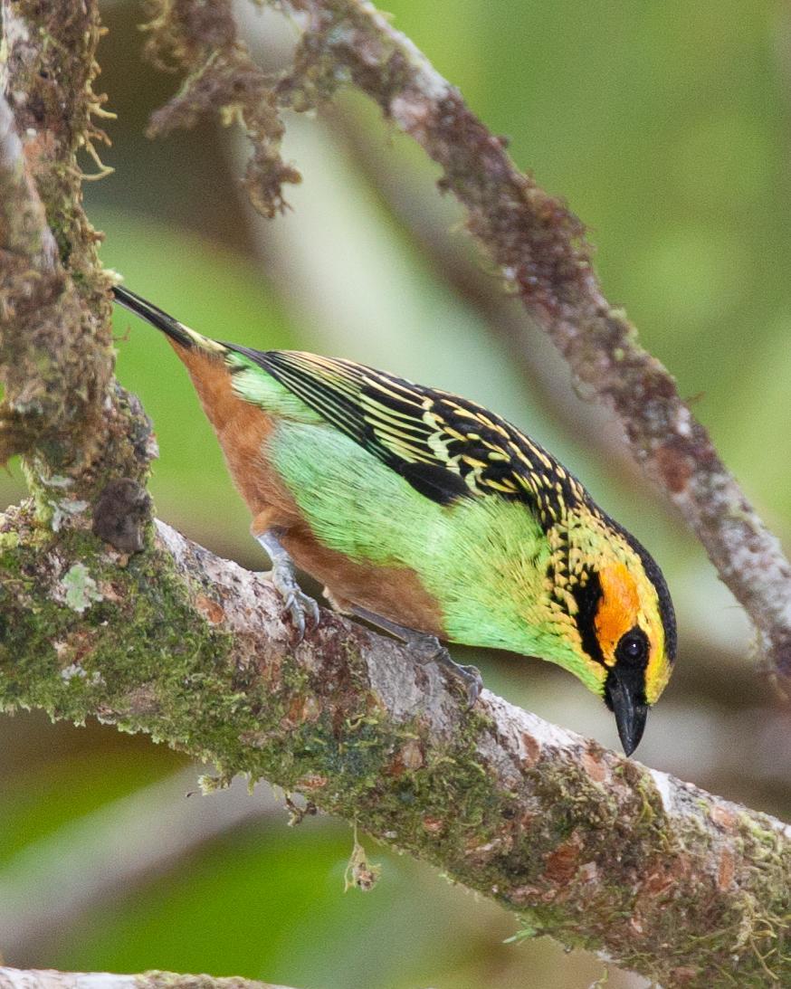 Golden-eared Tanager Photo by Robert Lewis