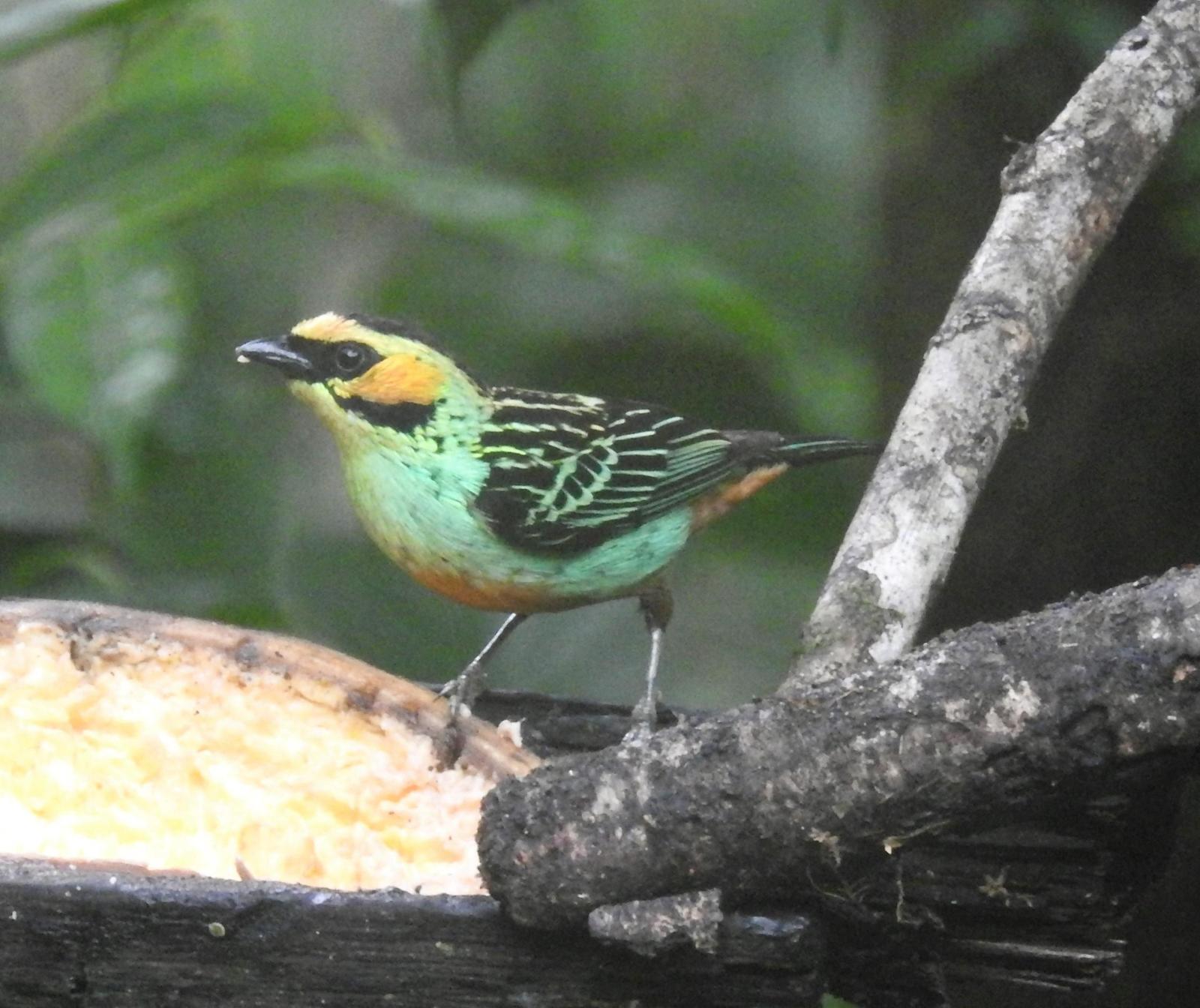 Golden-eared Tanager Photo by John Licharson