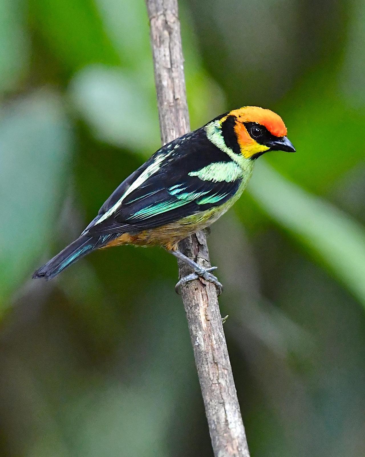 Flame-faced Tanager Photo by Gerald Friesen