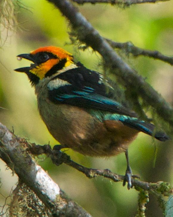 Flame-faced Tanager Photo by Robin Barker