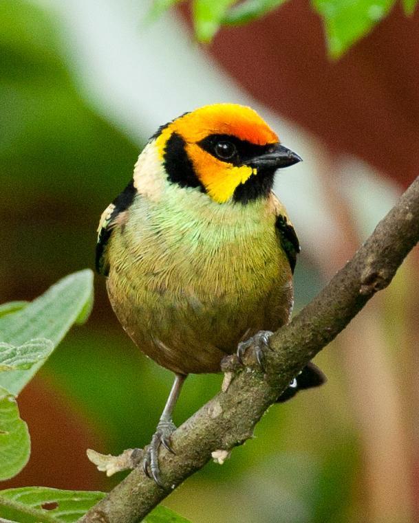Flame-faced Tanager Photo by Robert Lewis