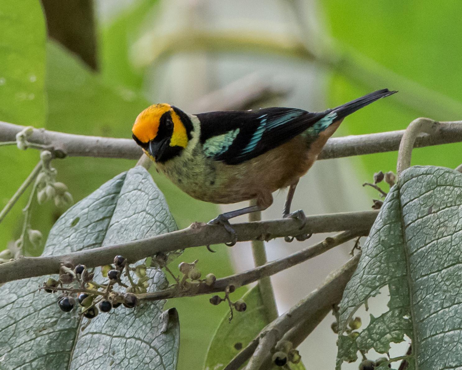 Flame-faced Tanager Photo by Harold Davis