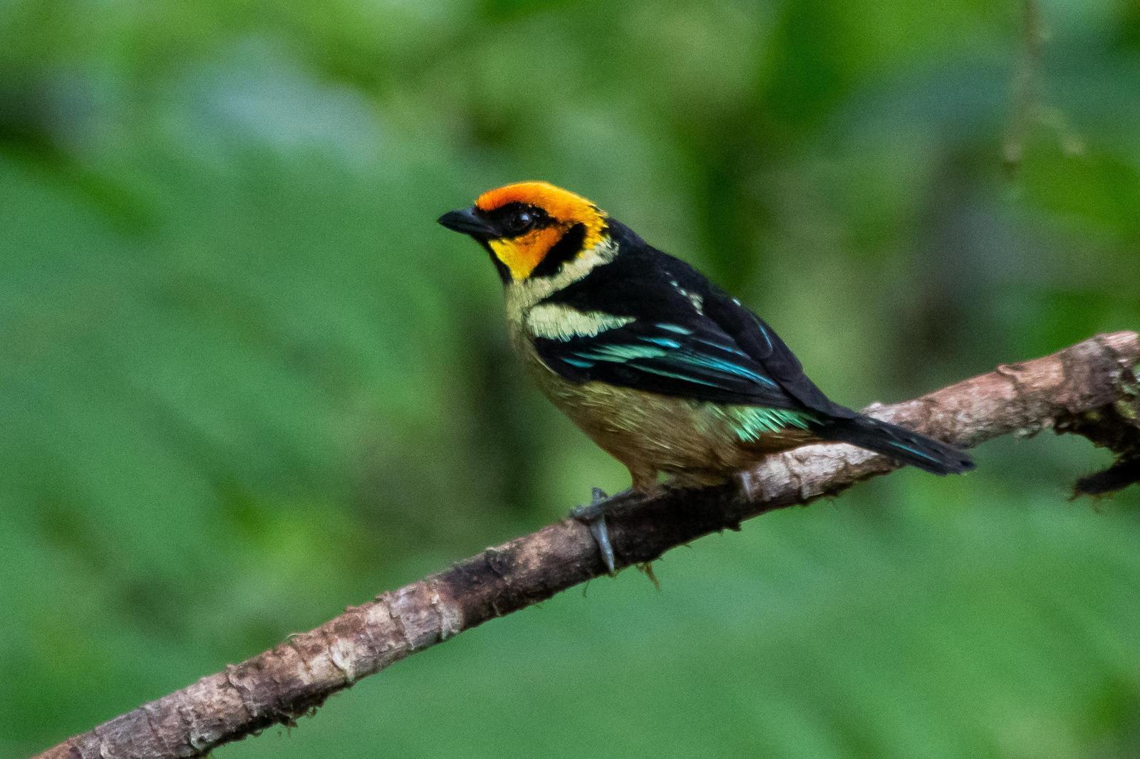 Flame-faced Tanager Photo by Gerald Hoekstra