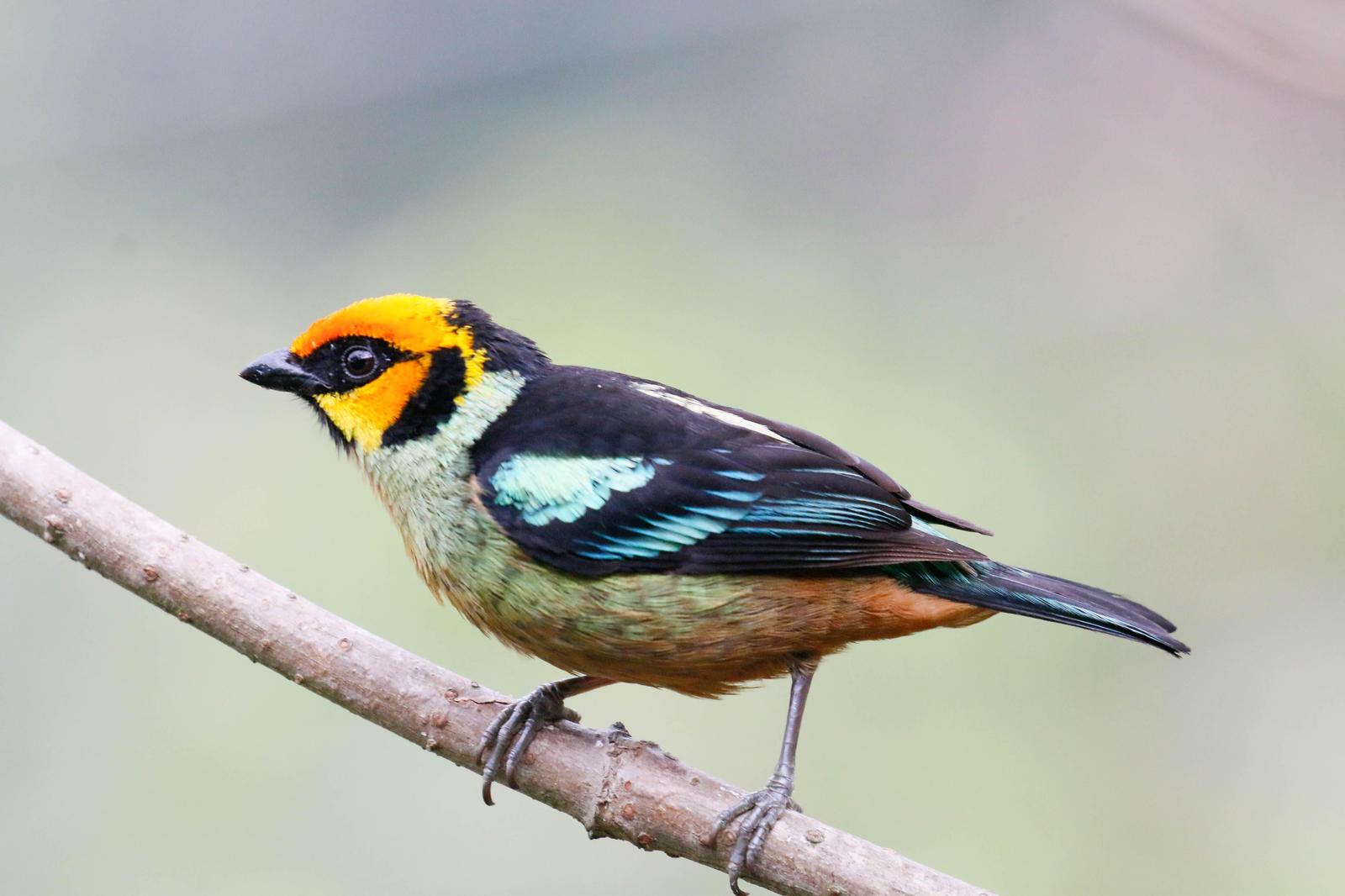 Flame-faced Tanager Photo by Thomas Driscoll
