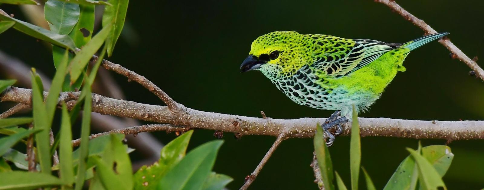 Speckled Tanager Photo by Gareth Rasberry