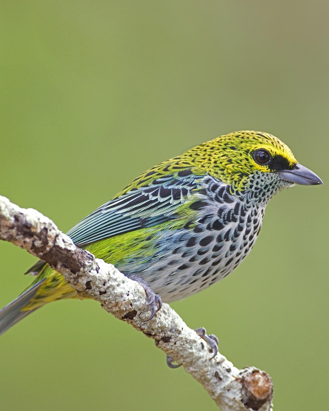 Speckled Tanager Photo by Alex Vargas