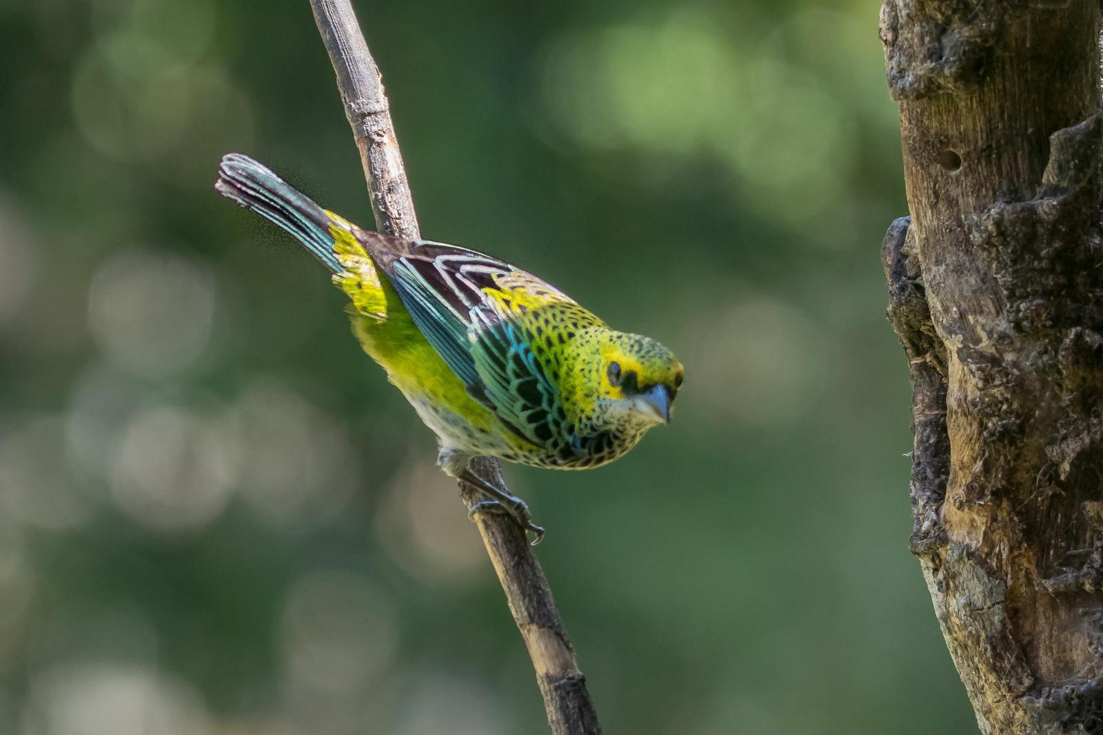 Speckled Tanager Photo by Gerald Hoekstra