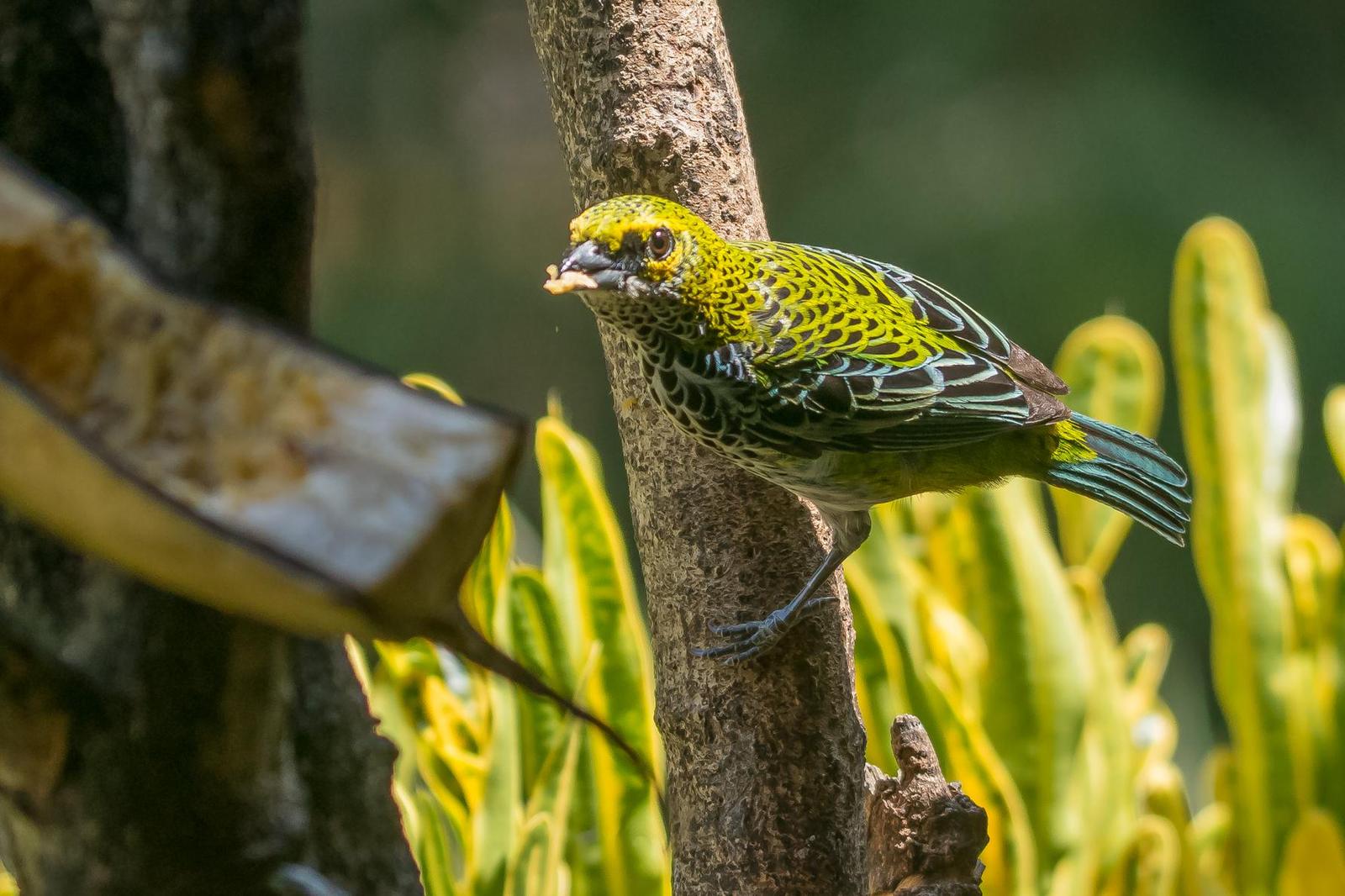Speckled Tanager Photo by Gerald Hoekstra