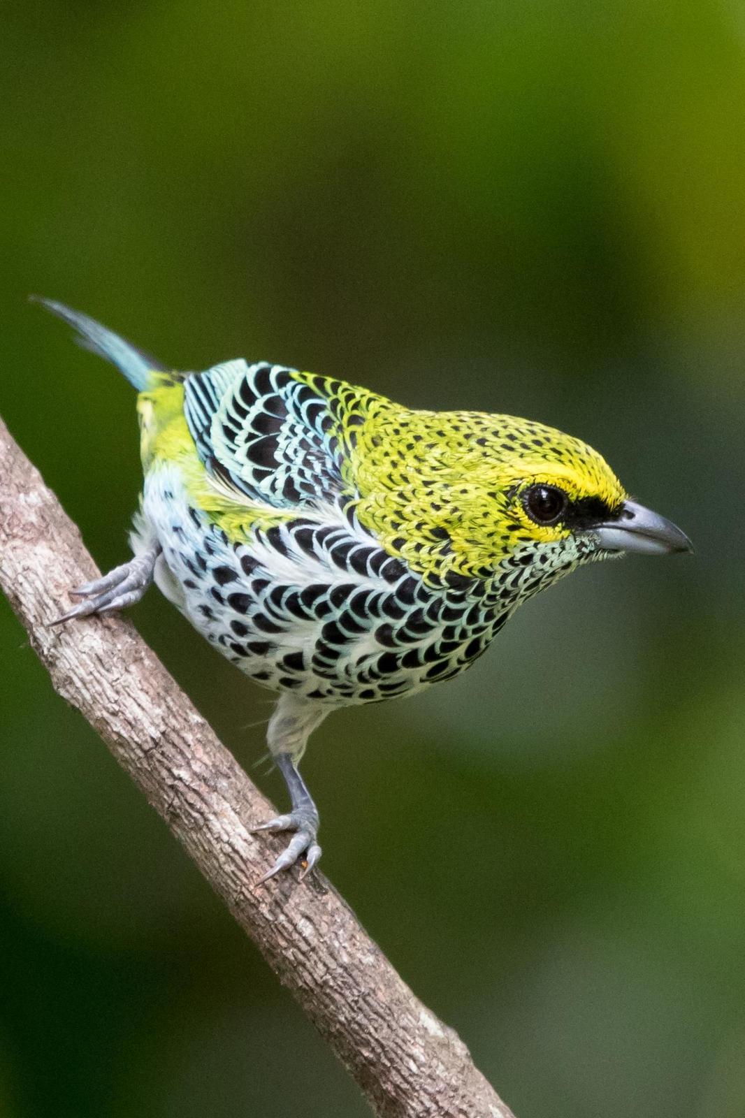 Speckled Tanager Photo by Ashley Bradford