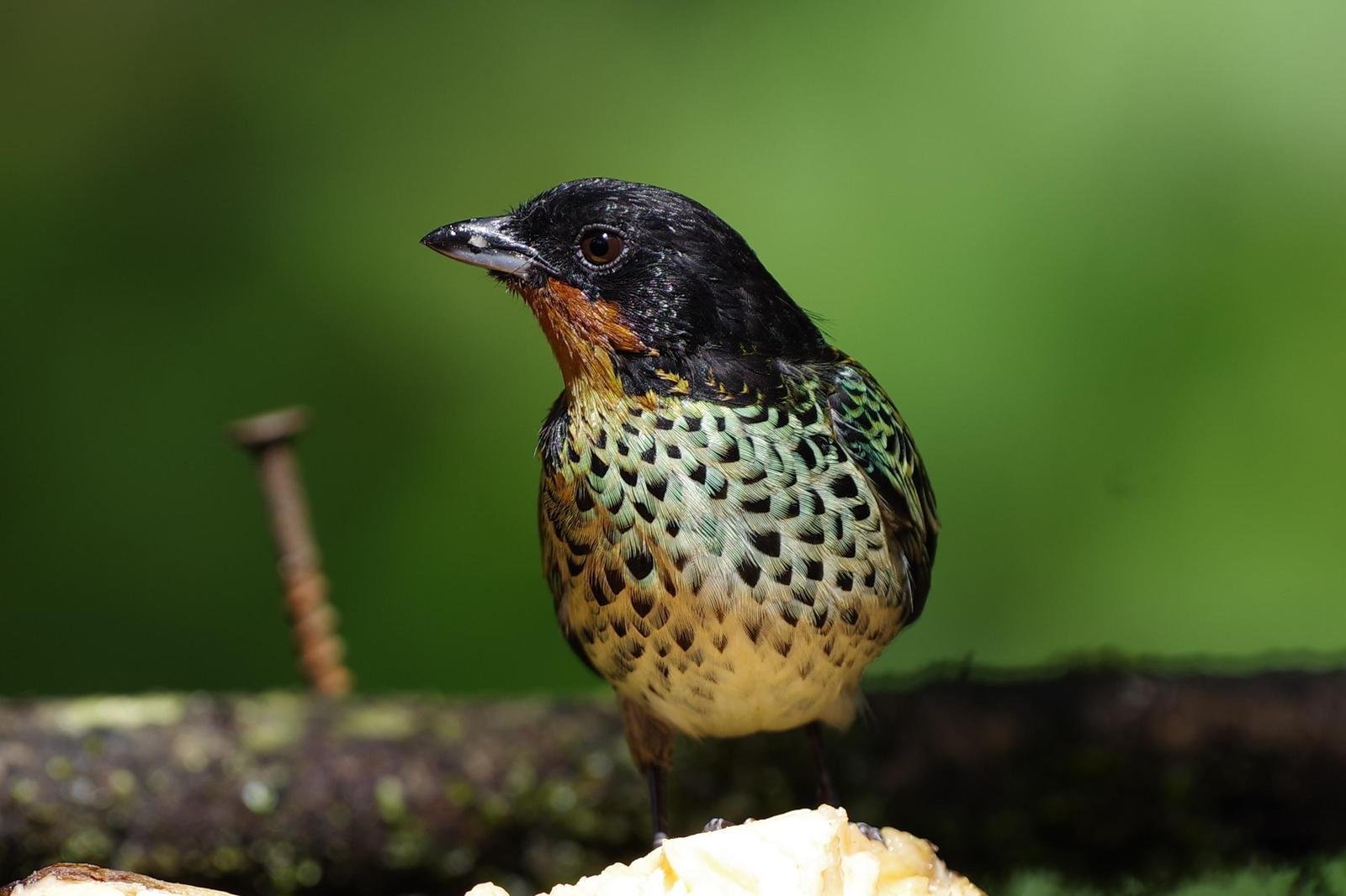 Rufous-throated Tanager Photo by Kent  Anderson
