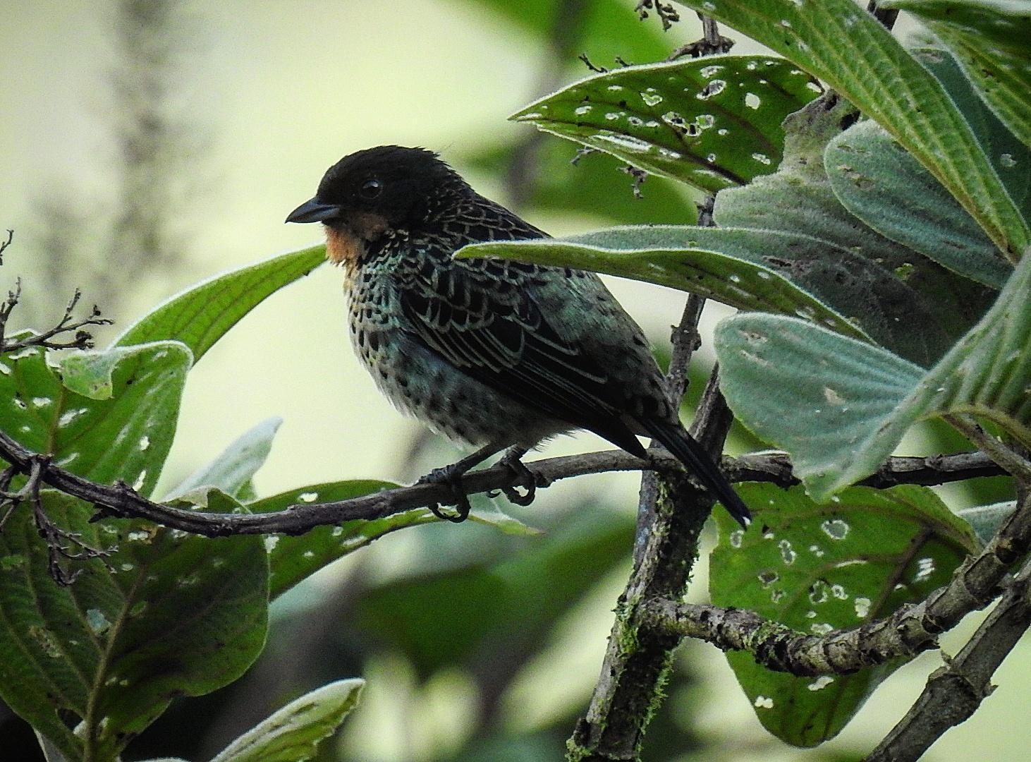 Rufous-throated Tanager Photo by Julio Delgado