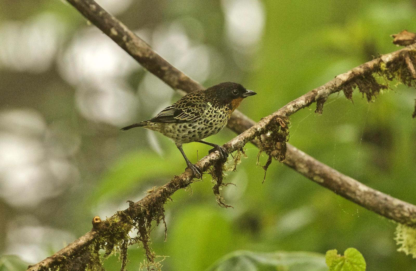 Rufous-throated Tanager Photo by  