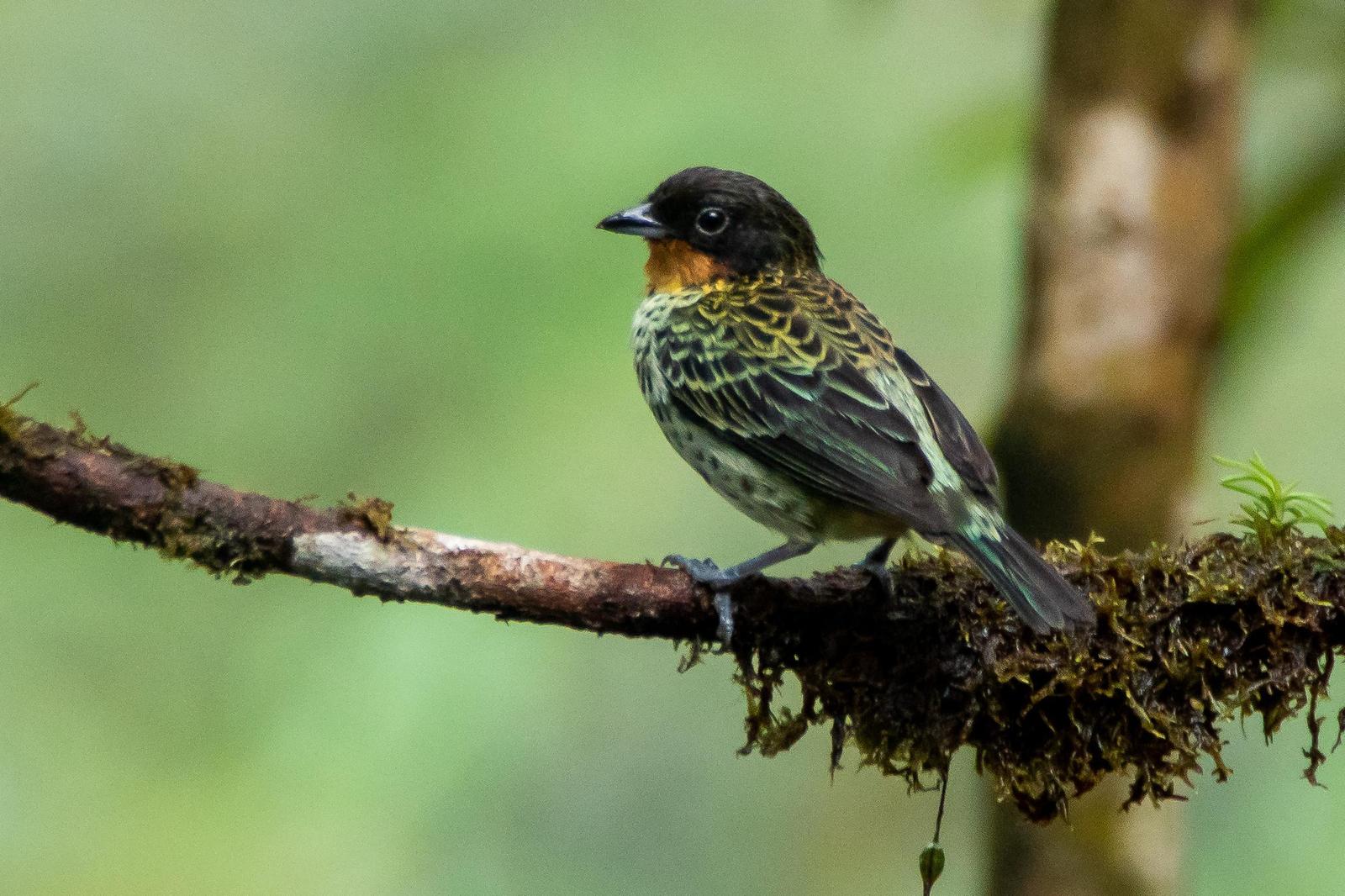 Rufous-throated Tanager Photo by Gerald Hoekstra