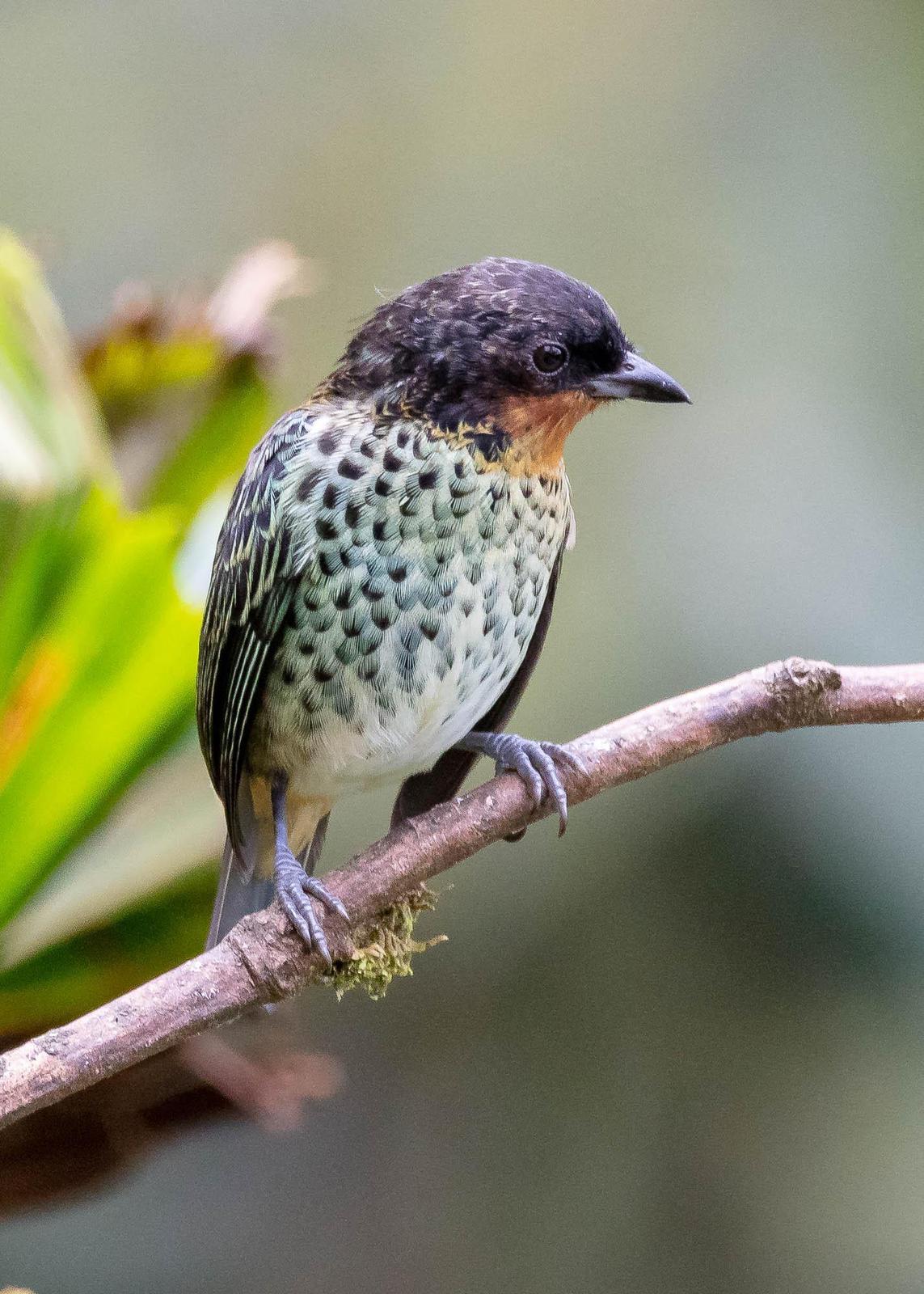 Rufous-throated Tanager Photo by Denis Rivard