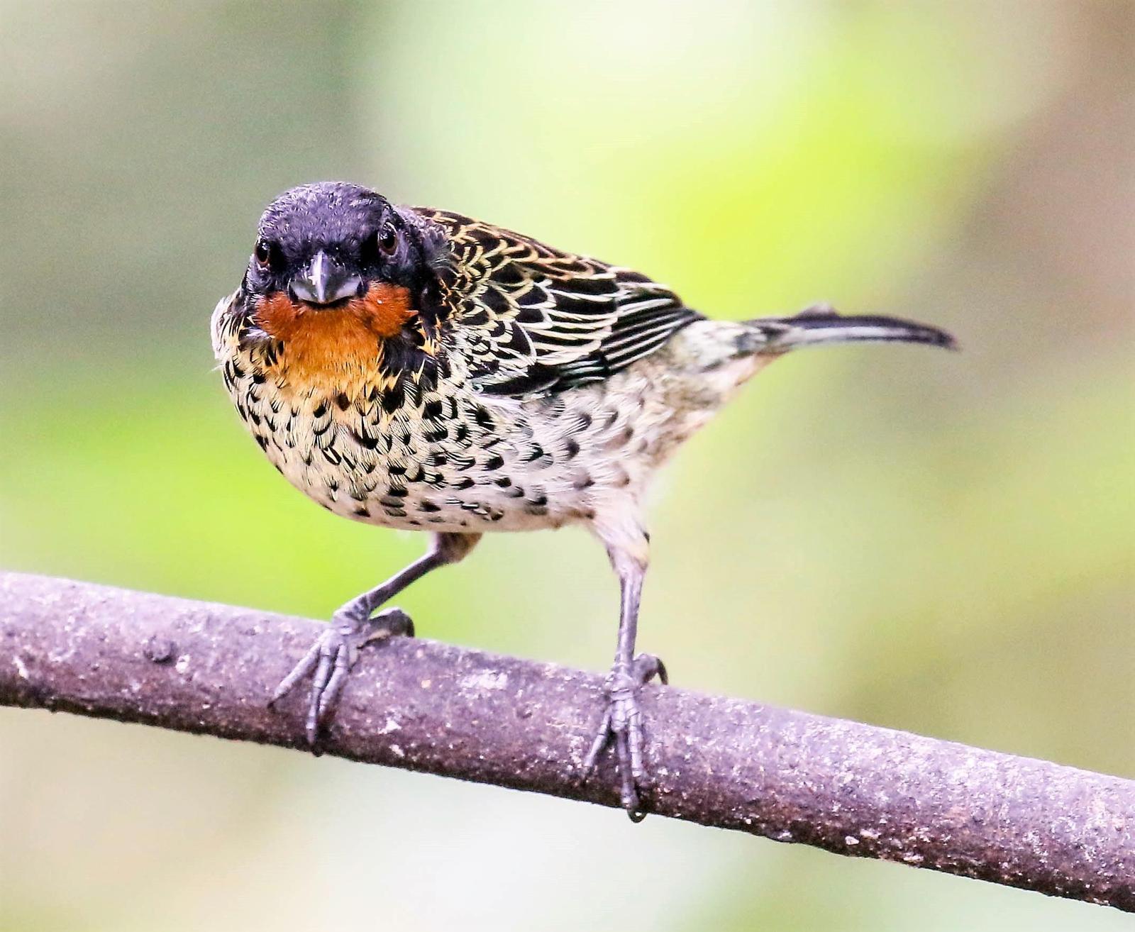 Rufous-throated Tanager Photo by Thomas Driscoll