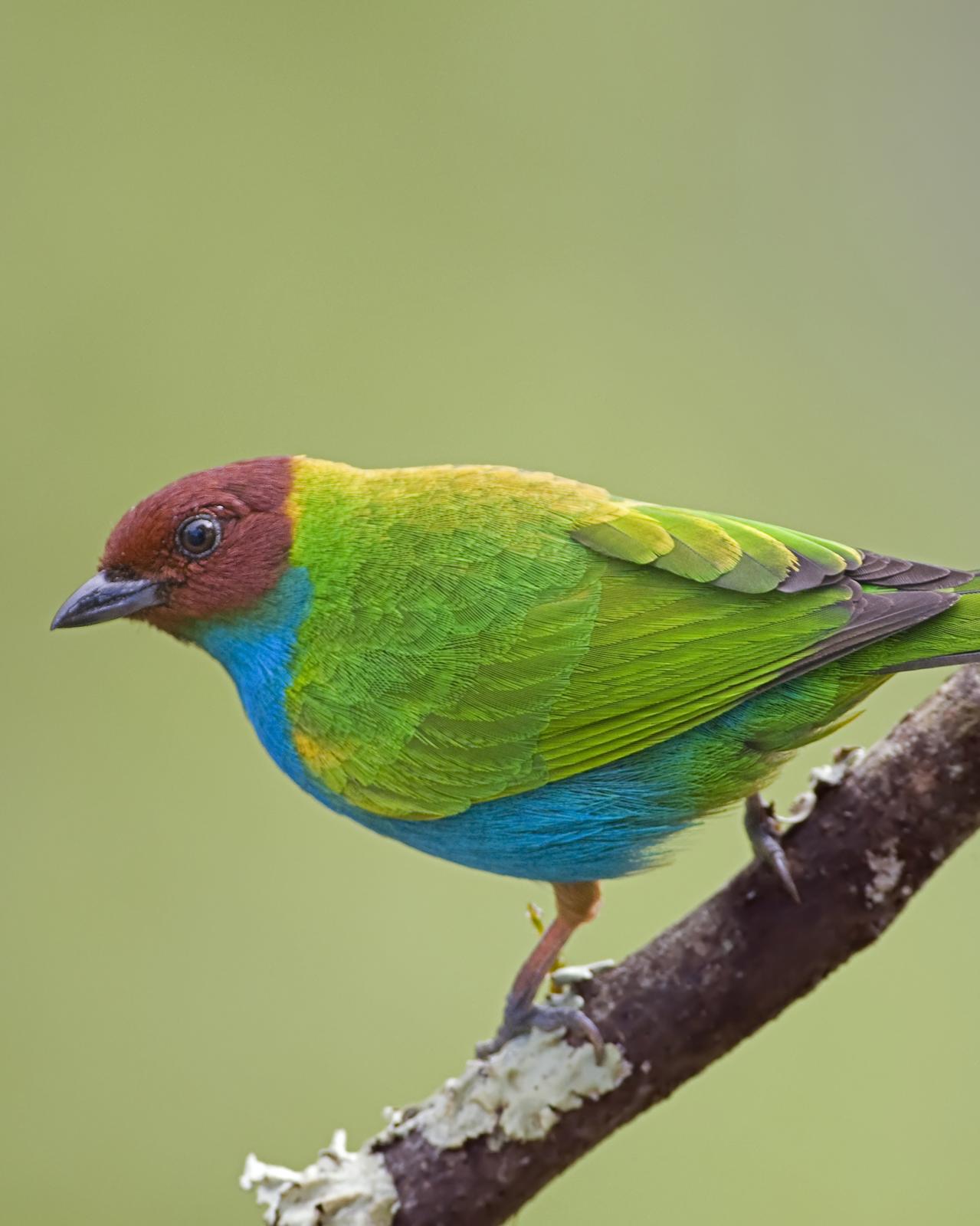 Bay-headed Tanager Photo by Alex Vargas