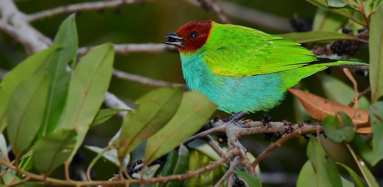 Bay-headed Tanager Photo by Gareth Rasberry