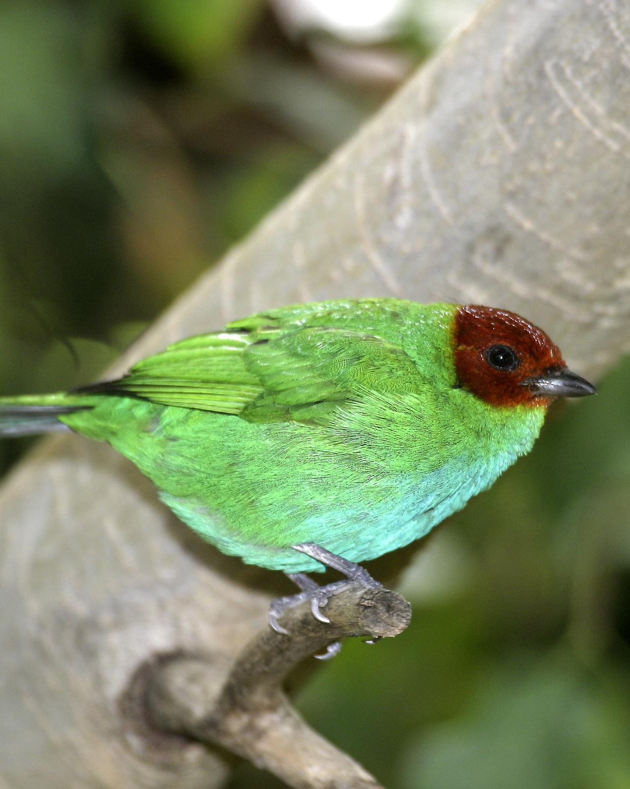 Bay-headed Tanager Photo by Matthew P. Alexander