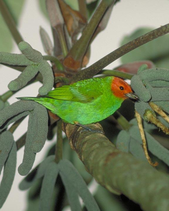 Bay-headed Tanager Photo by Peter Boesman