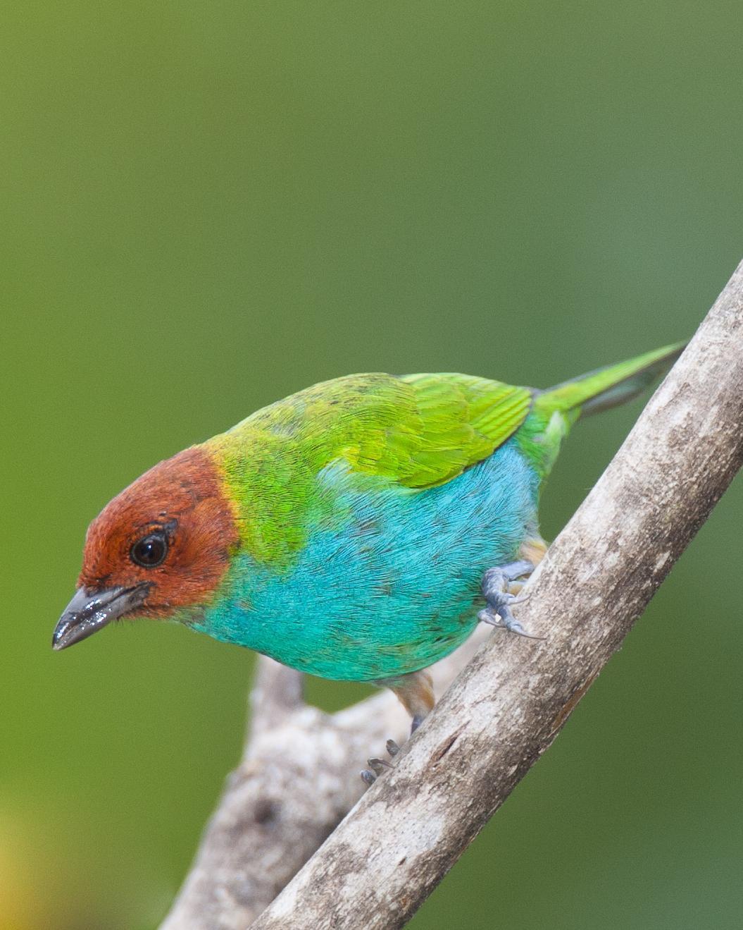 Bay-headed Tanager Photo by Robert Lewis