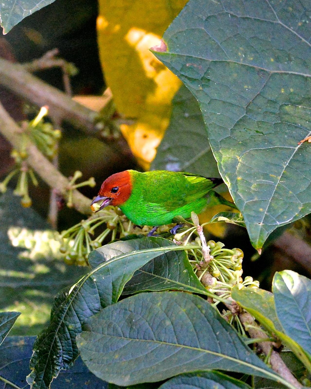 Bay-headed Tanager (Bay-and-green) Photo by Gerald Friesen