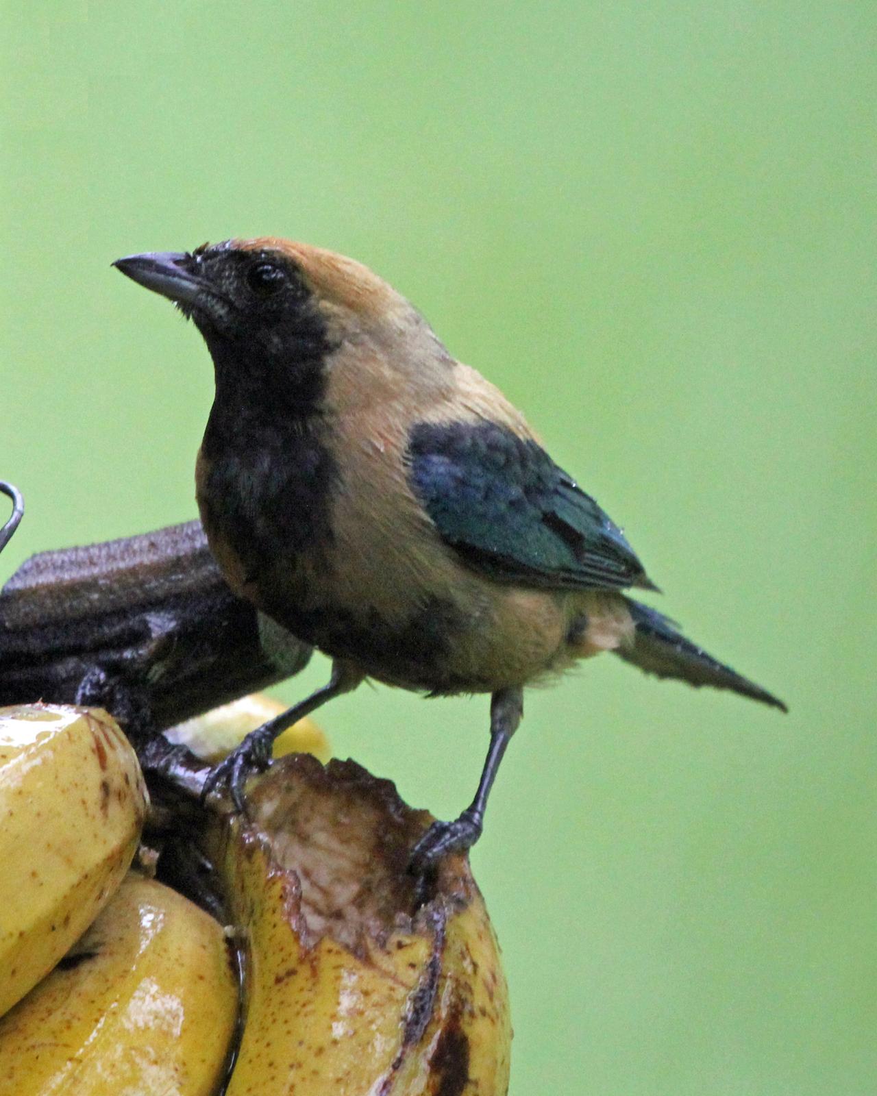 Burnished-buff Tanager Photo by Robert Polkinghorn