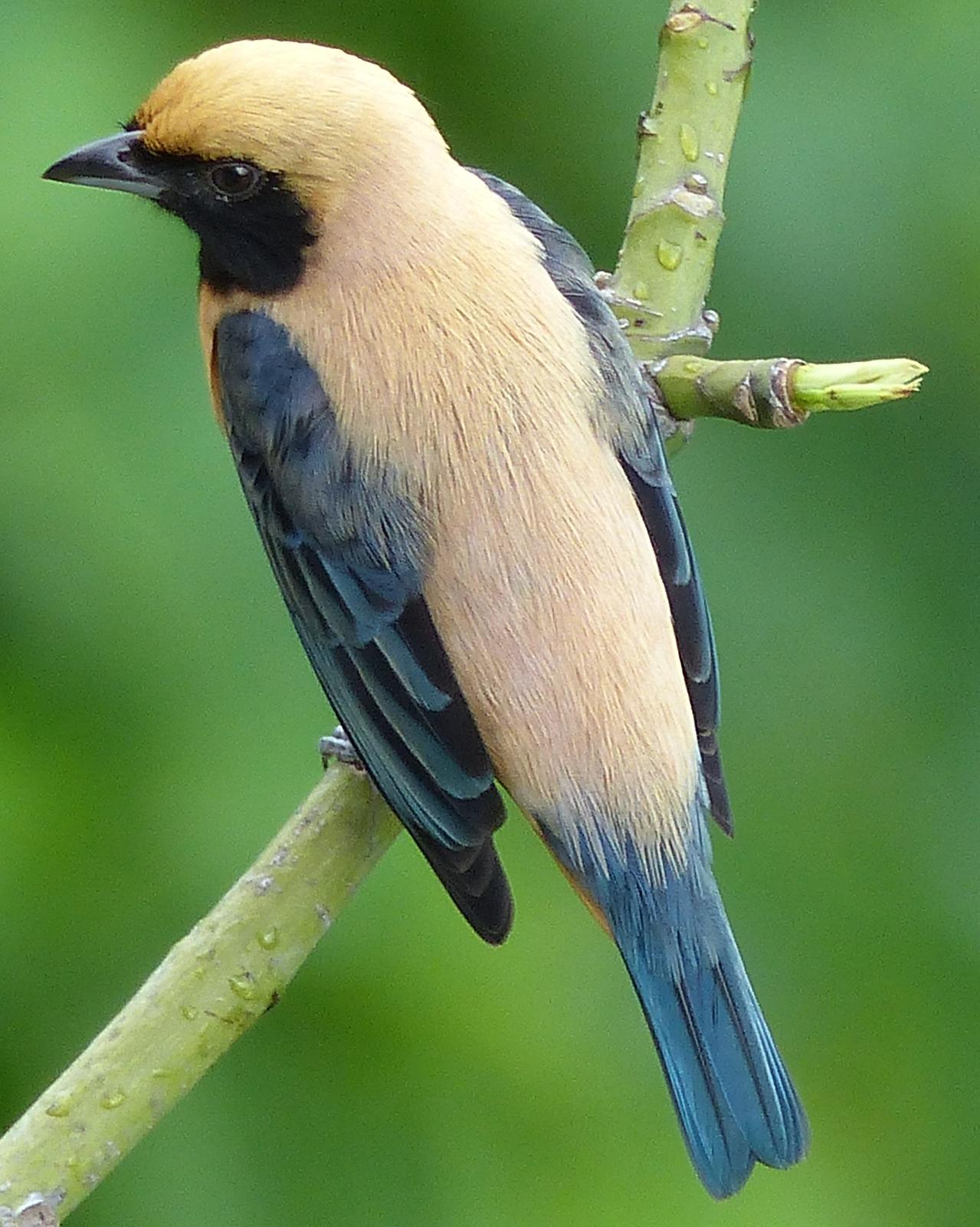 Burnished-buff Tanager Photo by David Bell