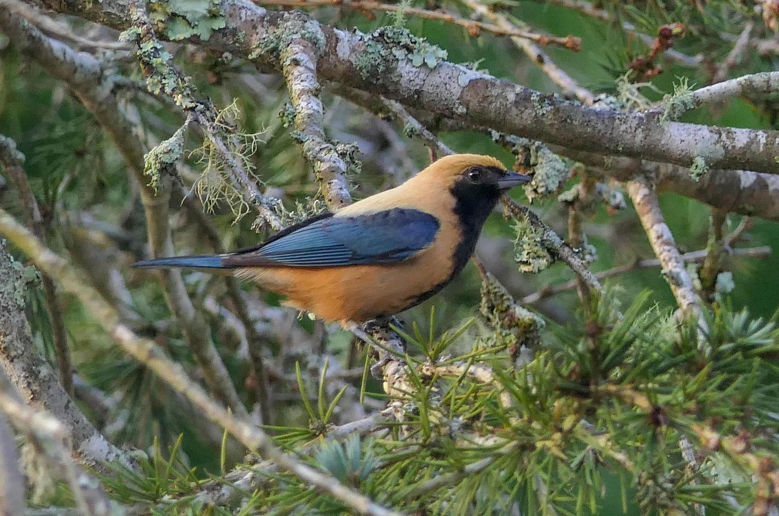 Burnished-buff Tanager Photo by Randy Siebert