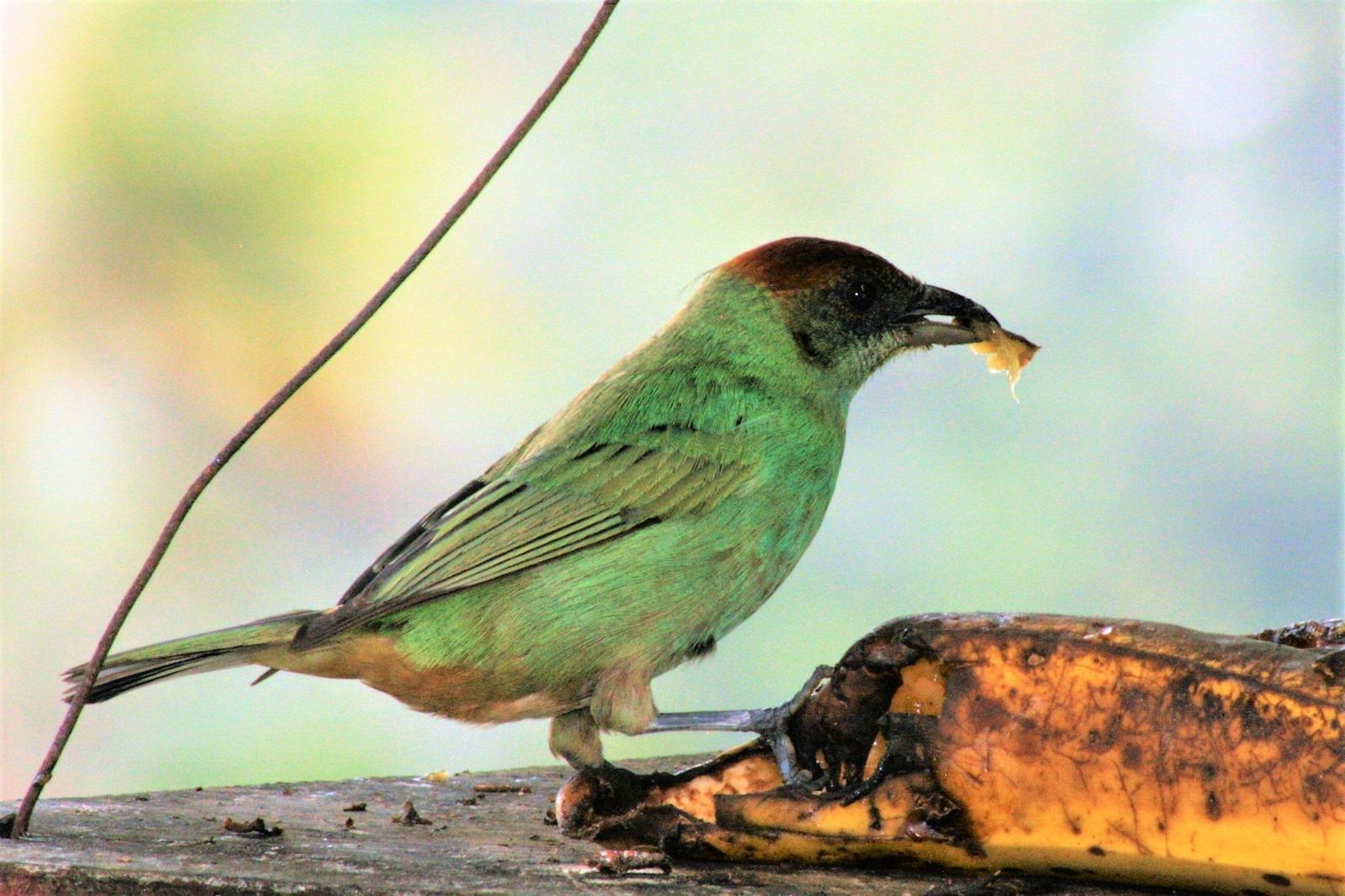 Lesser Antillean Tanager Photo by Bela Brown
