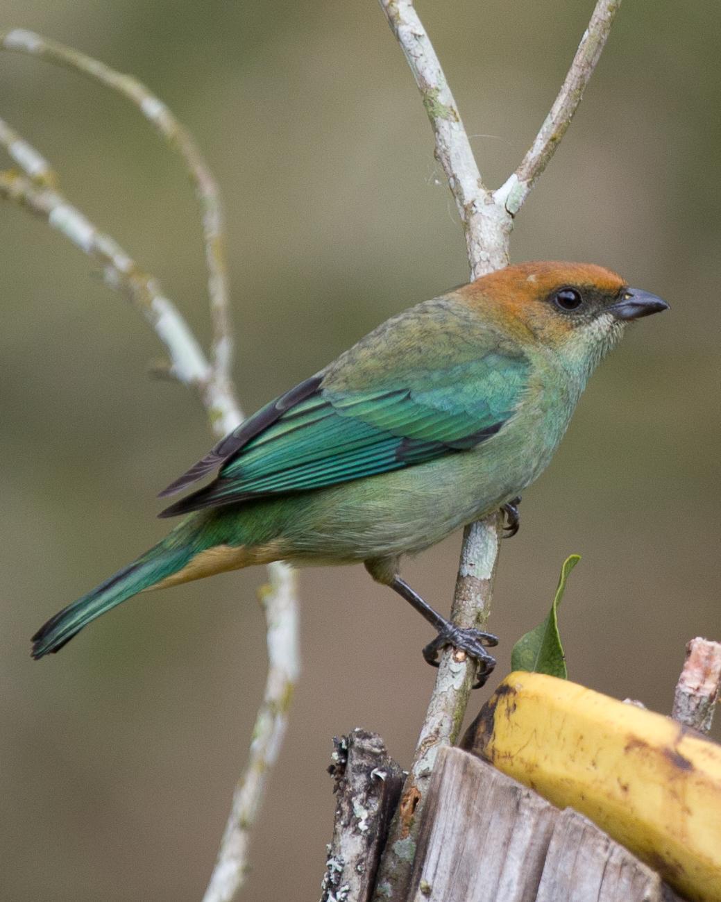 Chestnut-backed Tanager Photo by Robert Lewis