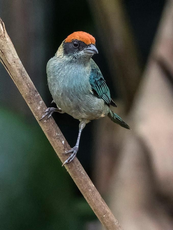 Scrub Tanager Photo by Mike Liskay