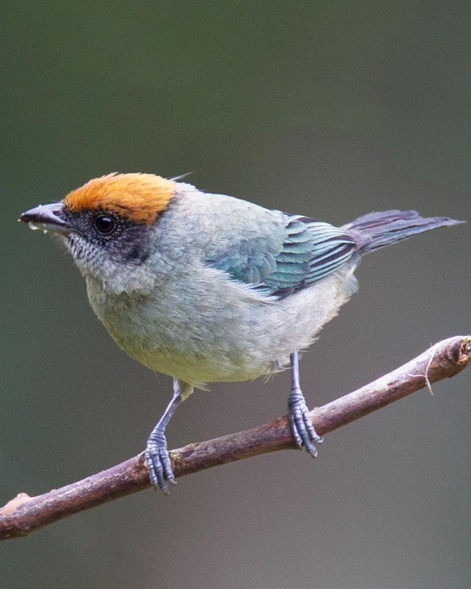 Scrub Tanager Photo by Robert Lewis