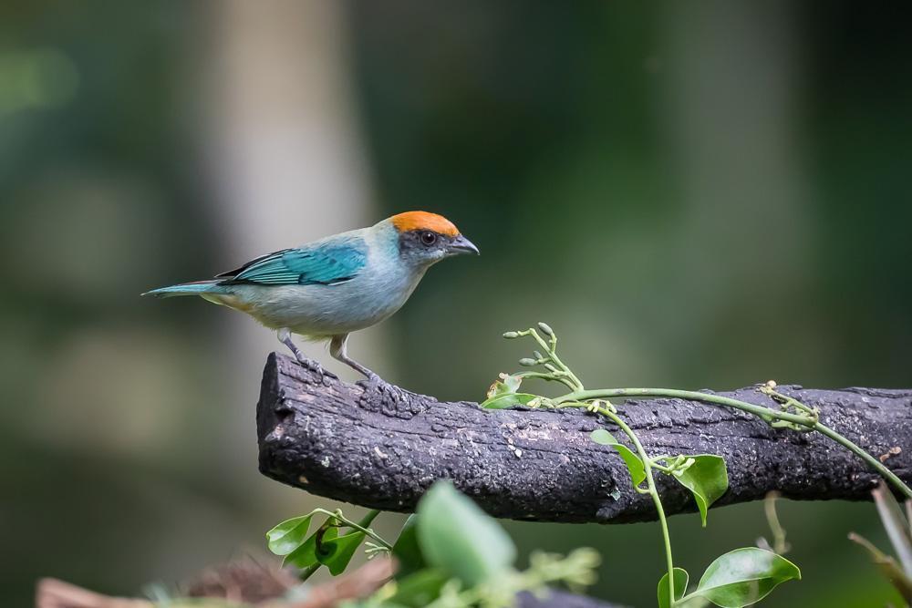 Scrub Tanager Photo by Rolf Simonsson