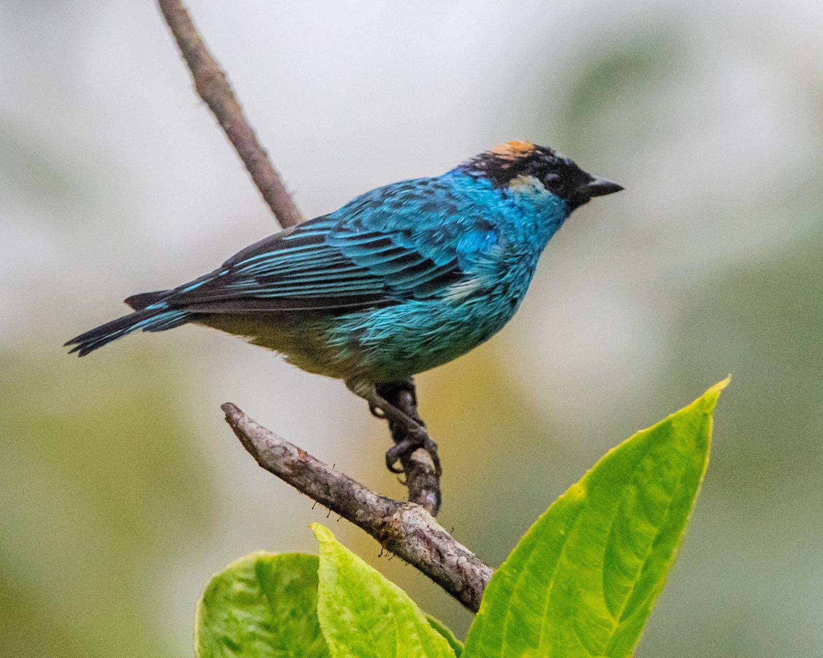 Golden-naped Tanager Photo by Harold Davis