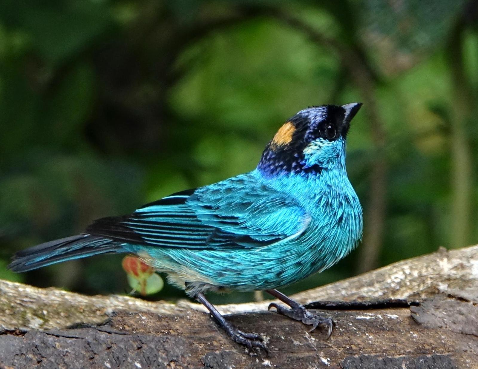 Golden-naped Tanager Photo by Doug Swartz