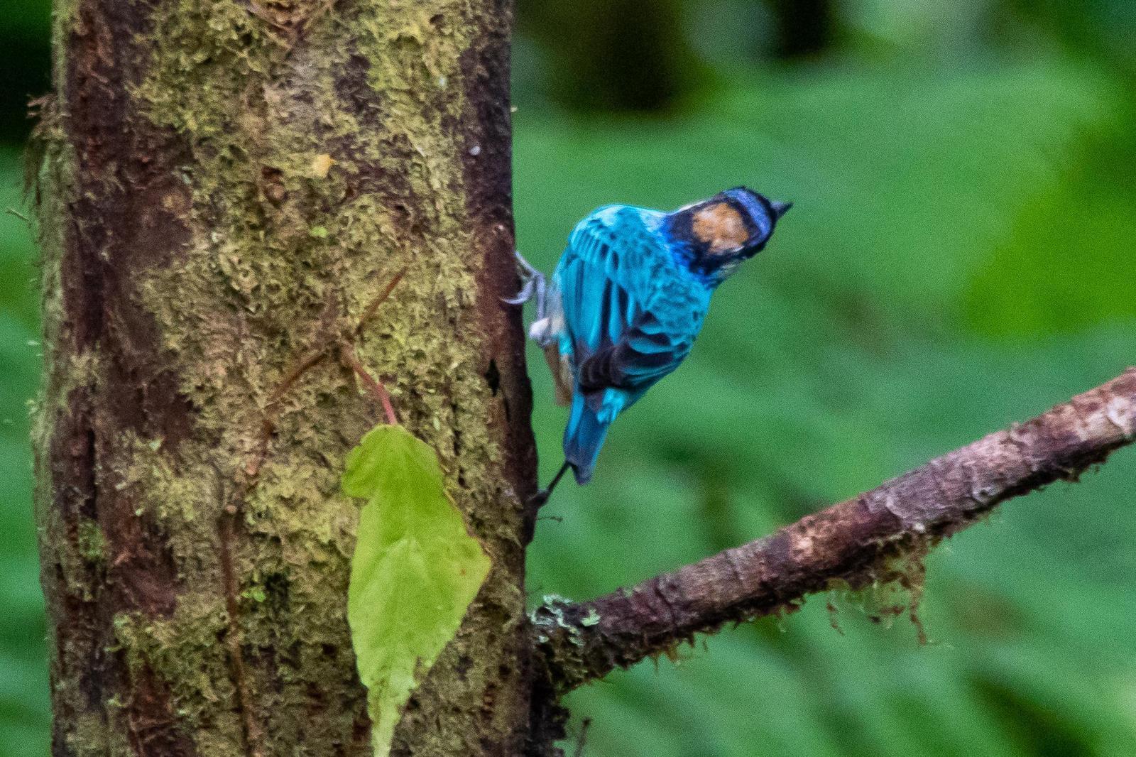 Golden-naped Tanager Photo by Gerald Hoekstra