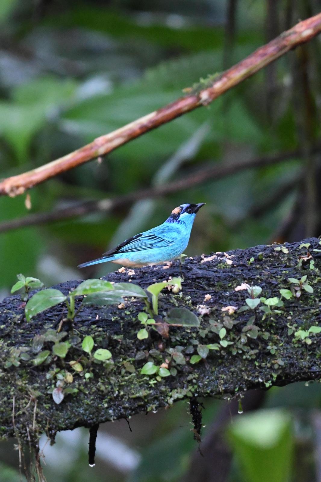 Golden-naped Tanager Photo by Ann Doty