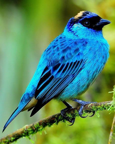 Golden-naped Tanager Photo by Carl Milliken