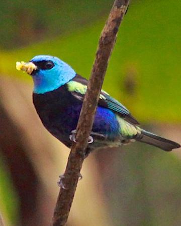 Blue-necked Tanager Photo by Olivier Barden