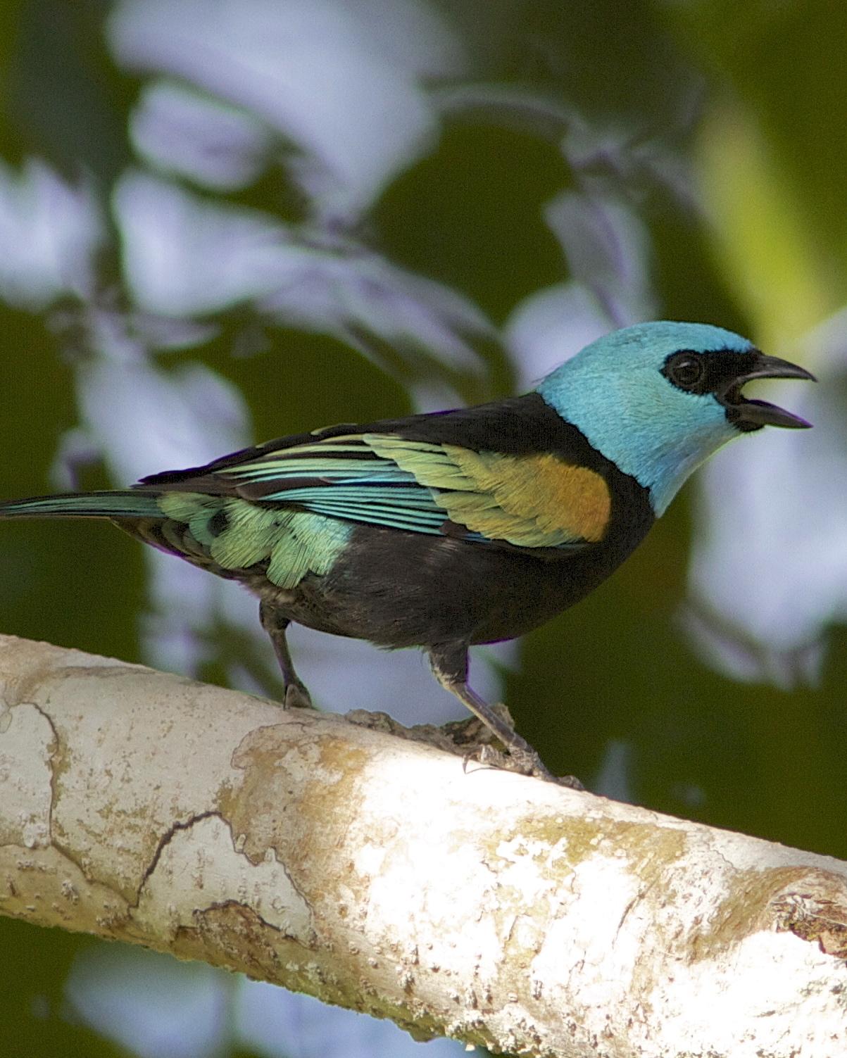 Blue-necked Tanager Photo by Marcelo Padua