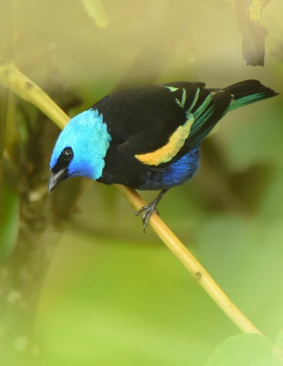 Blue-necked Tanager Photo by Andrew Pittman