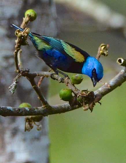 Blue-necked Tanager Photo by Andrew Pittman