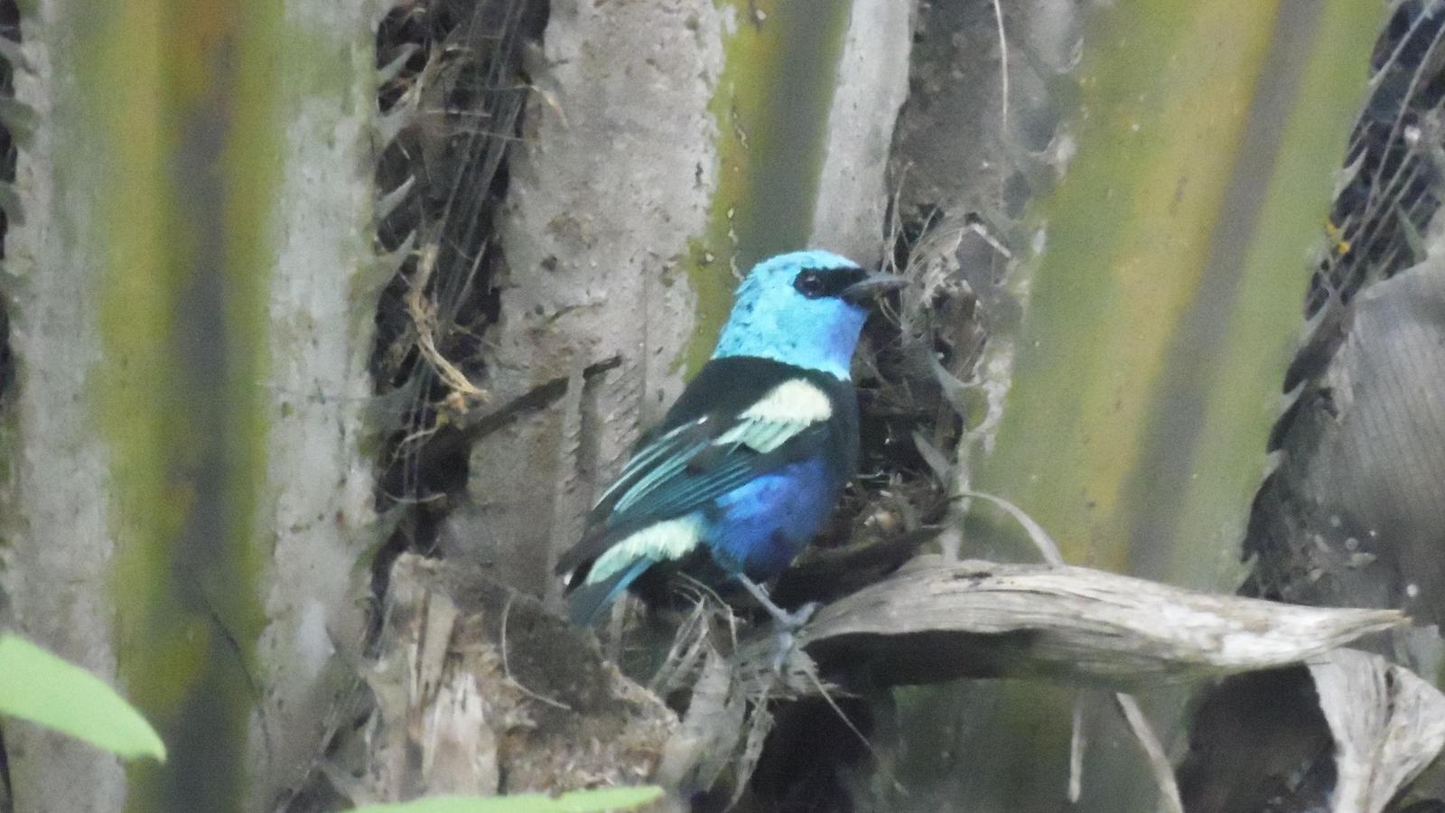 Blue-necked Tanager Photo by Julio Delgado