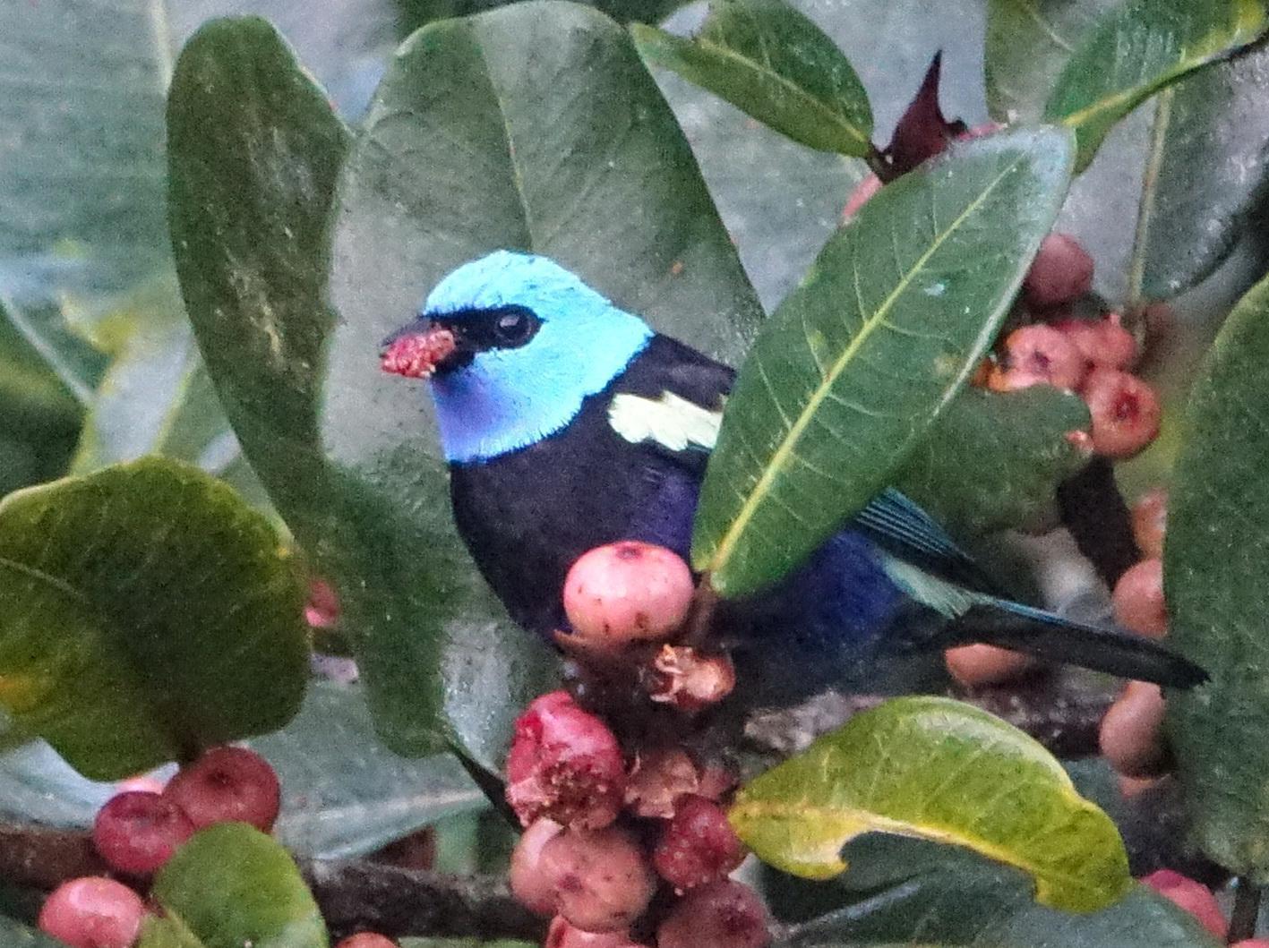 Blue-necked Tanager Photo by Doug Swartz