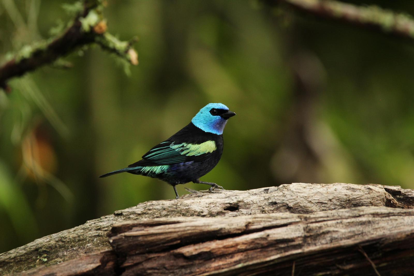 Blue-necked Tanager Photo by Pedro Bernal