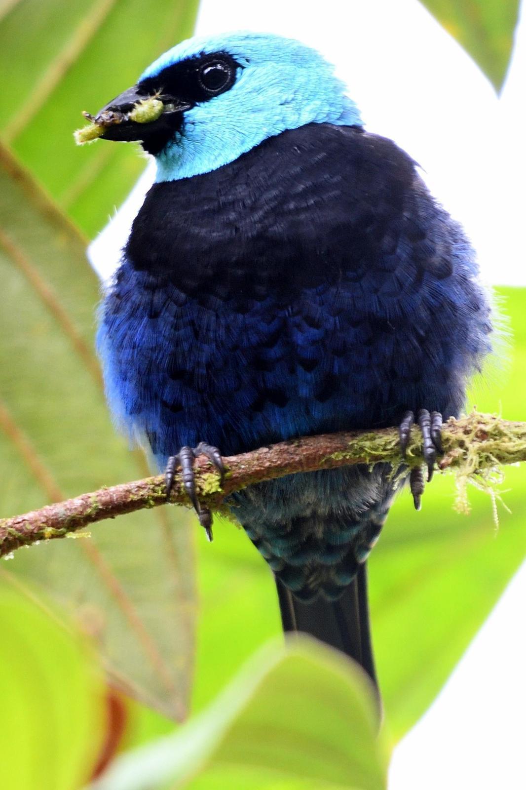 Blue-necked Tanager Photo by Ann Doty