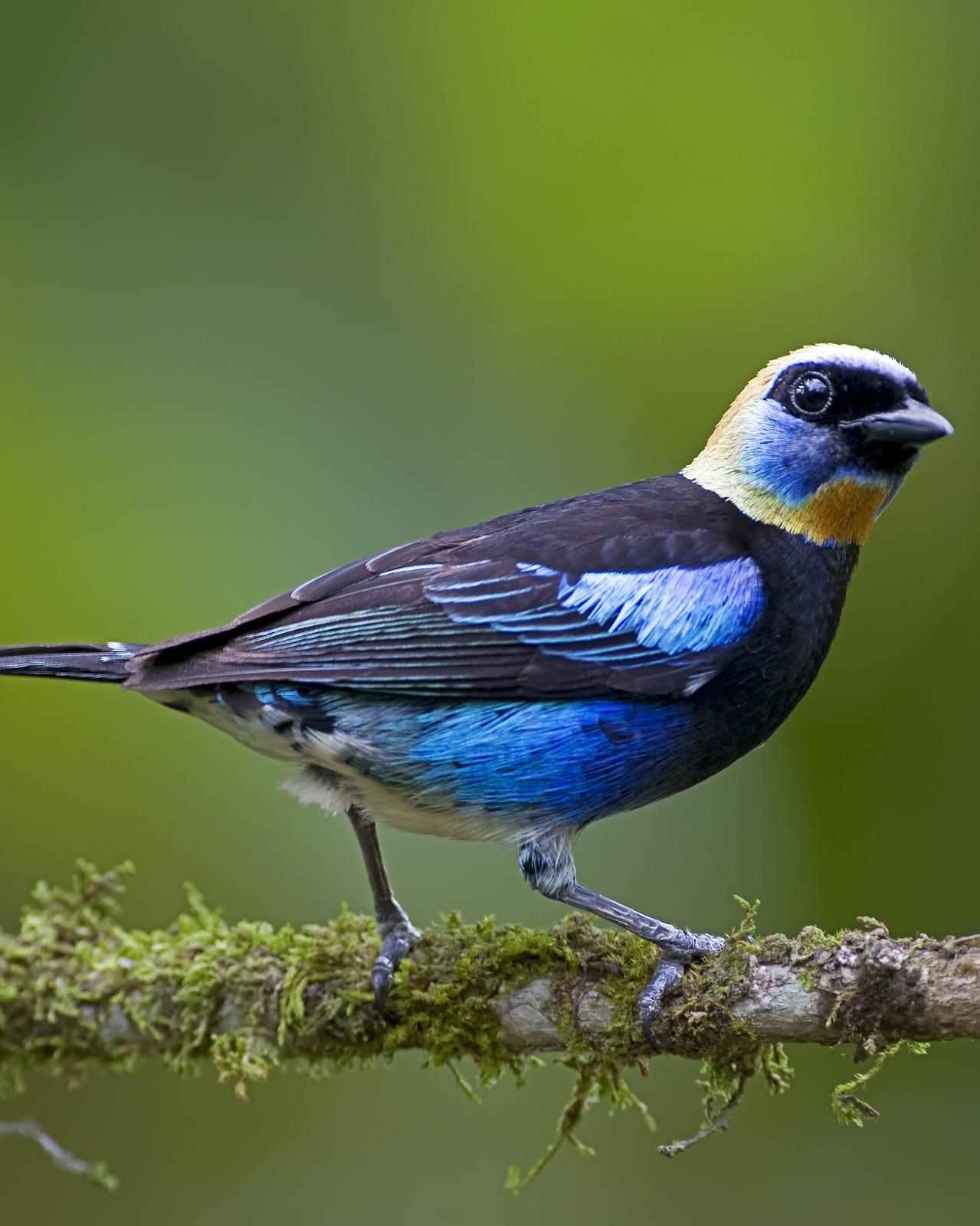 Golden-hooded Tanager Photo by Alex Vargas