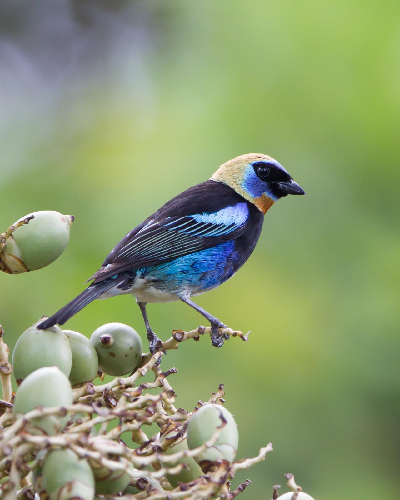 Golden-hooded Tanager Photo by Kevin Berkoff