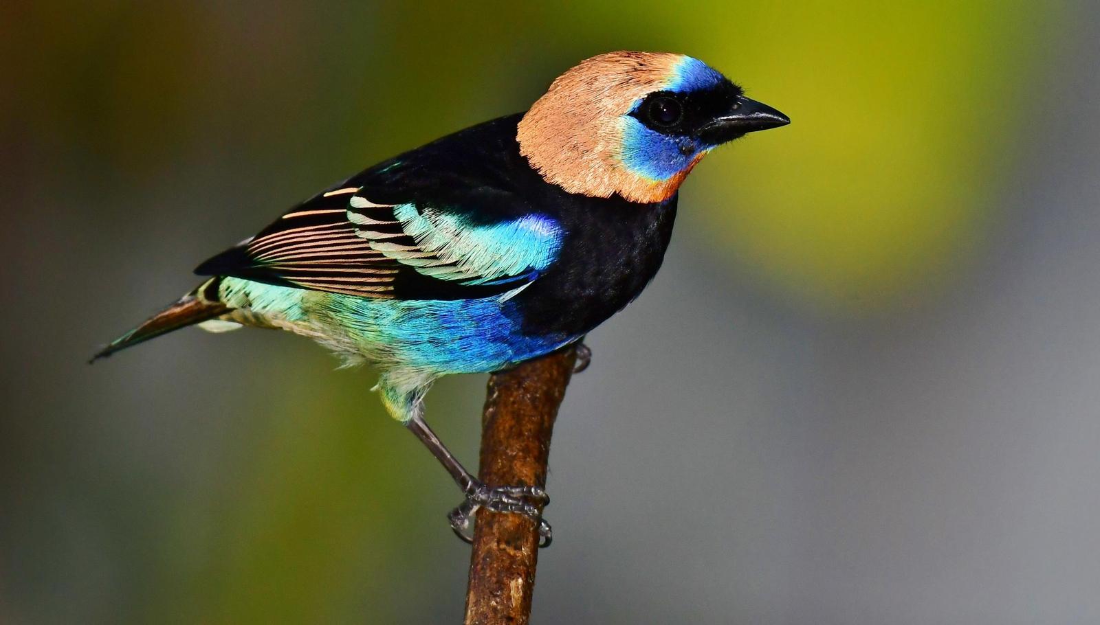 Golden-hooded Tanager Photo by Gareth Rasberry